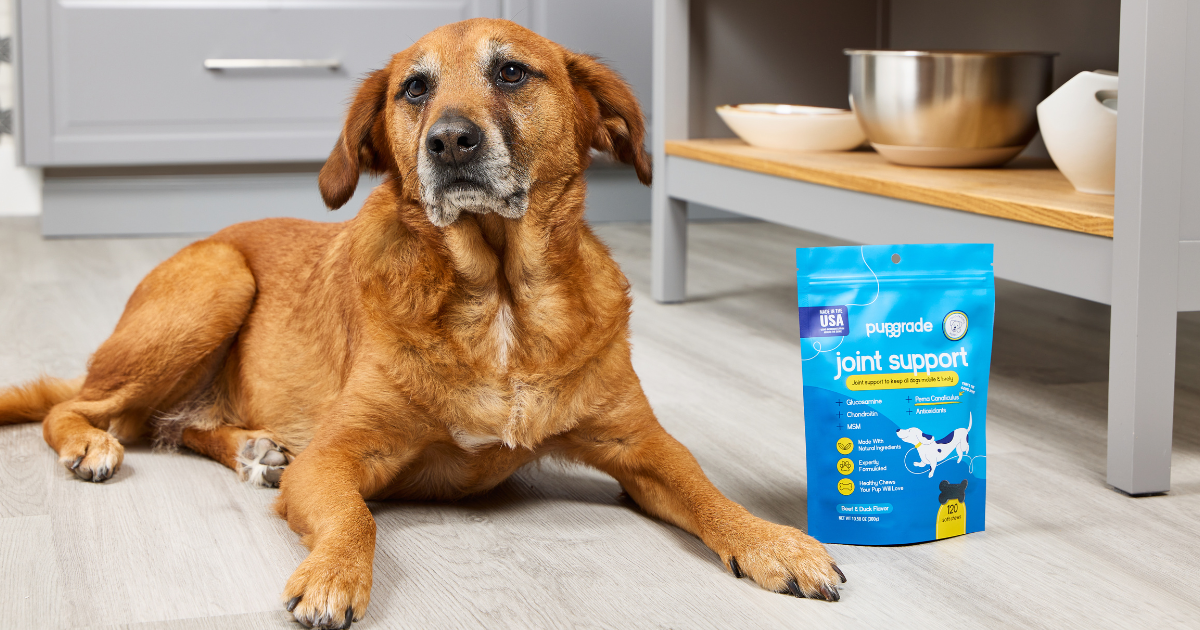 A medium-sized brown dog lies on a kitchen floor next to a packet of "PUPGRADE" joint support dog supplements.