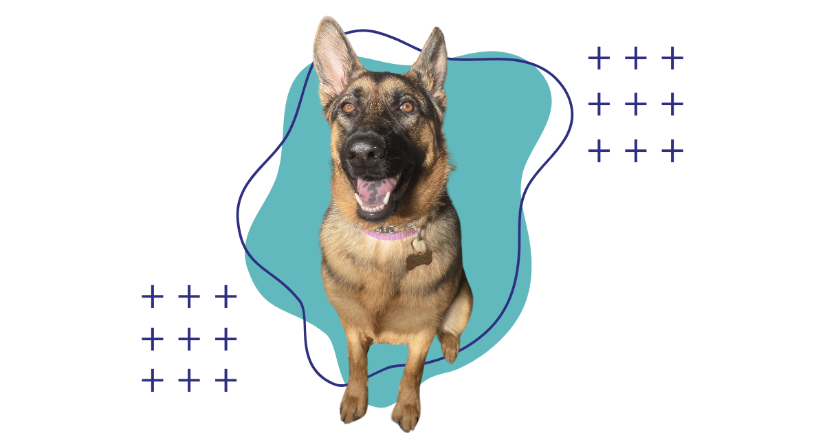 A full shot of a tan and black German Shepherd dog sitting and looking directly at the viewer with its mouth open, against a gray background with abstract teal shapes and white plus signs.