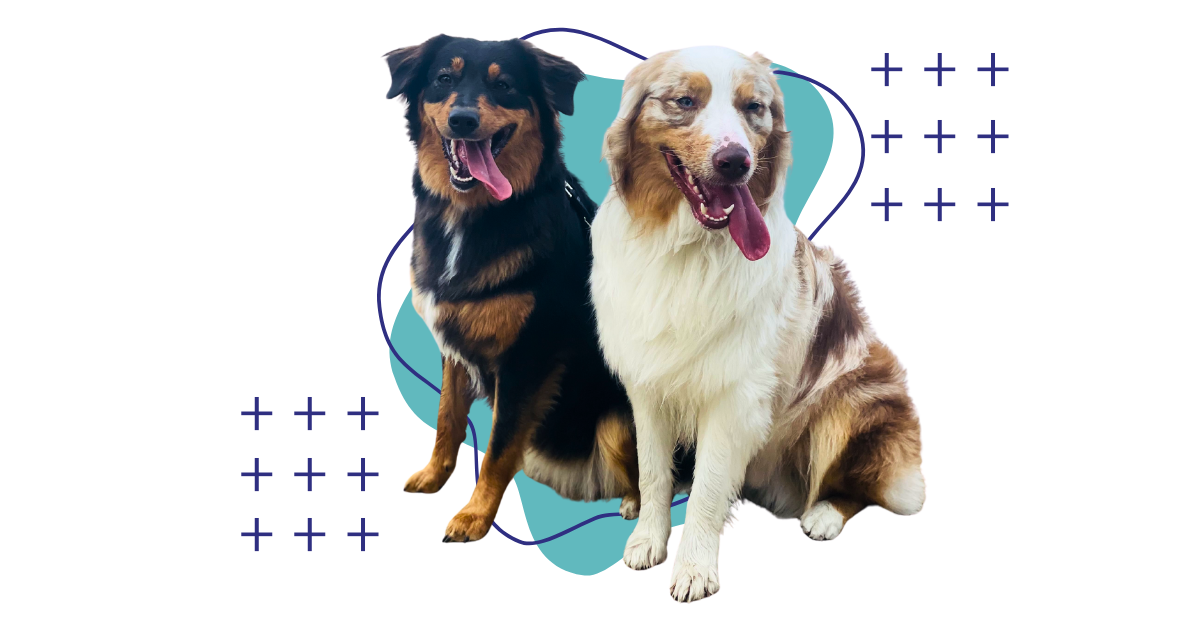 Two medium-sized dogs, one black and tan and the other a merle with white and tan markings, sit side-by-side looking towards the viewer with their tongues out against a gray background with abstract teal shapes and white plus signs.