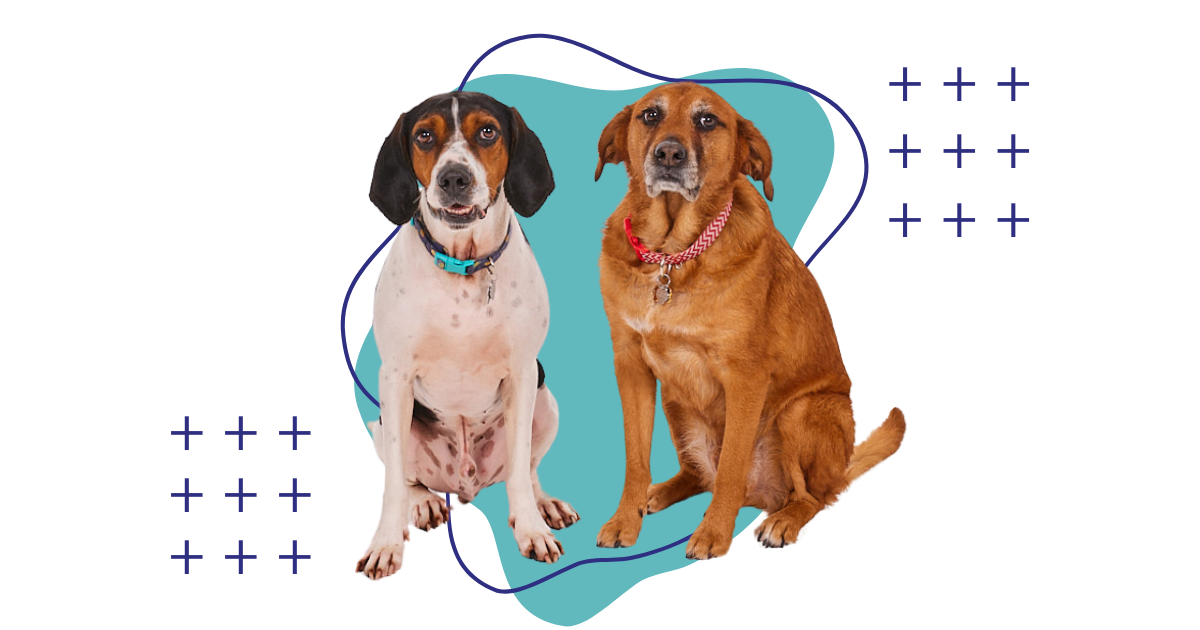 Two medium-sized dogs are sitting next to each other against a gray background with abstract teal shapes and white plus signs. The dog on the left has white fur with black and tan patches and long, floppy black ears. It is wearing a blue collar. The dog on the right has short, reddish-brown fur and is wearing a red patterned collar with tags. Both dogs are looking towards the viewer.