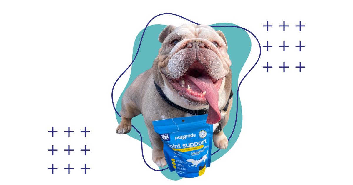 A light brown and white English Bulldog stands with its mouth open and tongue hanging out, holding a blue bag labeled "puggrade joint support" in its front paws. The background is gray with abstract teal shapes and white plus signs.