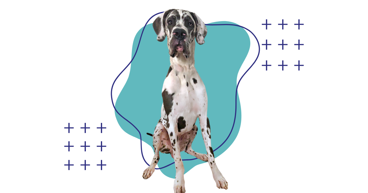 A tall, spotted Great Dane dog sits facing the viewer against a gray background with abstract teal shapes and white plus signs. The dog has a white base coat with black spots and patches, floppy ears, and a serious expression.