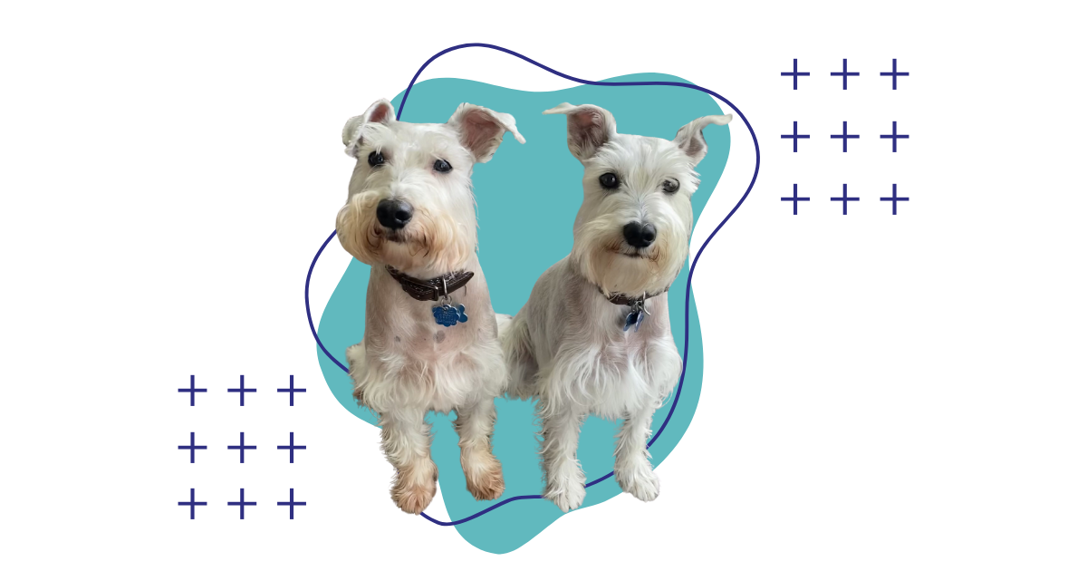 Two small, white Miniature Schnauzer dogs are sitting side-by-side looking at the viewer against a gray background with abstract teal shapes and white plus signs.