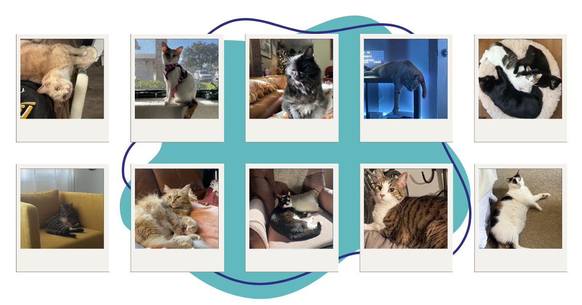 A collection of nine individual photographs of various cats is arranged in a grid of three rows and three columns against a light gray background with abstract teal shapes and dark blue curved lines connecting the photo frames.