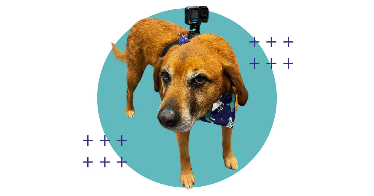 This image depicts a medium-sized dog with a tan coat, wearing a harness with a camera attached to its back. The background is a digitally altered image with a teal circle in the center and blue cross-shaped designs in the corners.