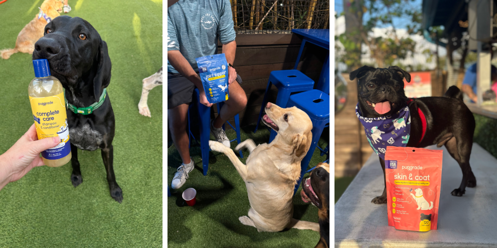 Three panels showing dogs with various Pupgrade products: a black dog with shampoo, a yellow lab with joint support supplements, and a black pug with skin and coat supplements.