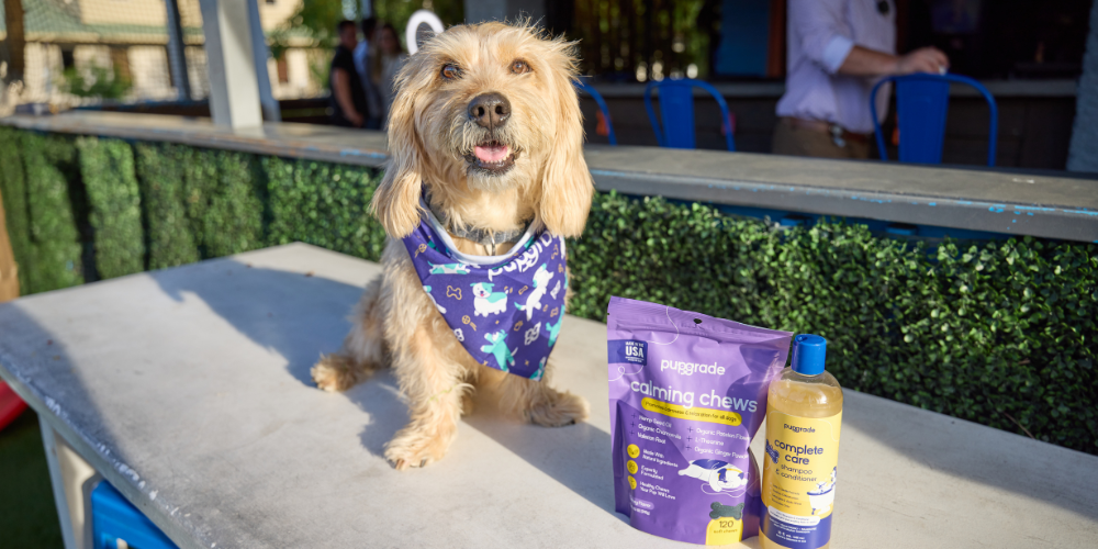 Small tan dog wearing a Pupgrade bandana sitting on a table next to Pupgrade calming chews and shampoo.