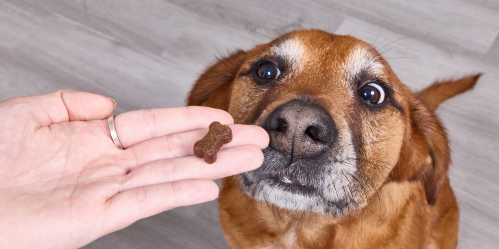 A close-up of a curious dog sniffing a PupGrade chewable treat held in a human hand, emphasizing trust, taste, and the joy of giving pets the same wellness standard we expect for ourselves.