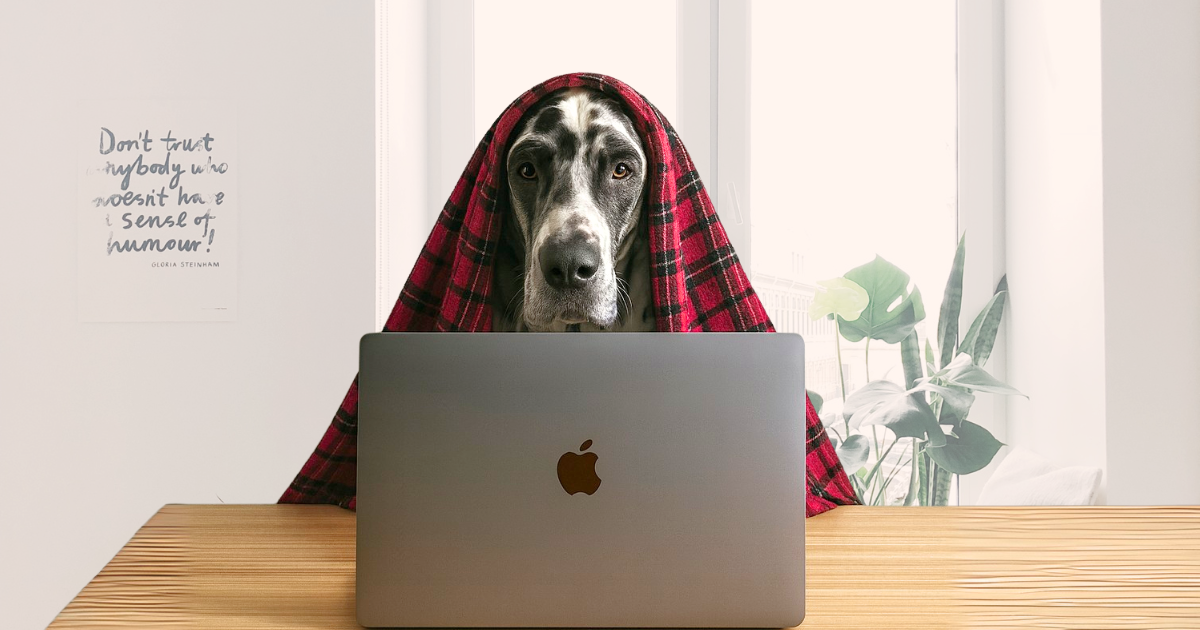 Large dog sitting at a desk with a laptop, draped in a red plaid blanket, appearing to work from home. Bright home office setting with plants and a humorous wall sign in the background.