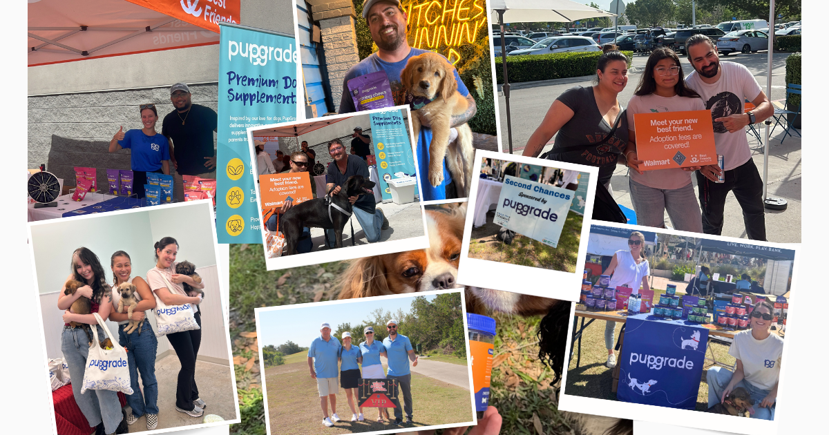 Collage of PupGrade team at adoption and shelter events and the K9s For Warriors charity golf tournament.
