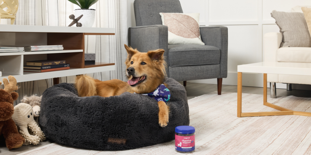 Harp sitting in her dog bed in a living room, next to a PupGrade Digestive Support Soft Chews jar